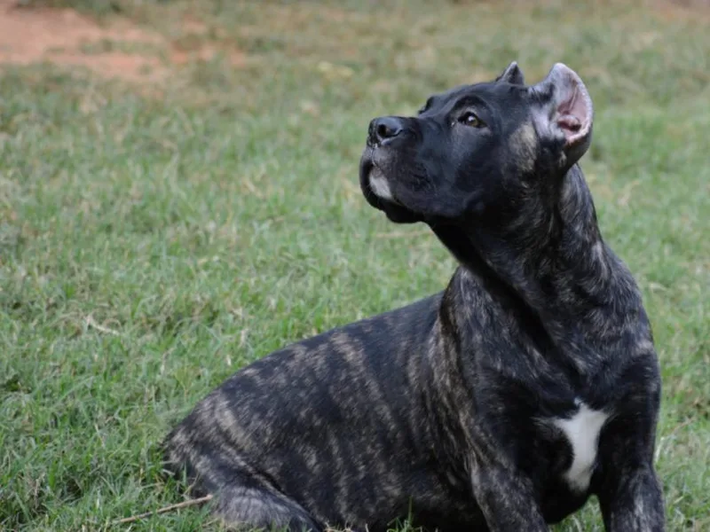 Basilicata Cane Corso