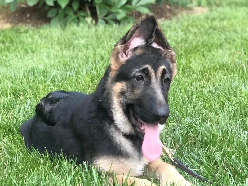 Baskerville Shepherds