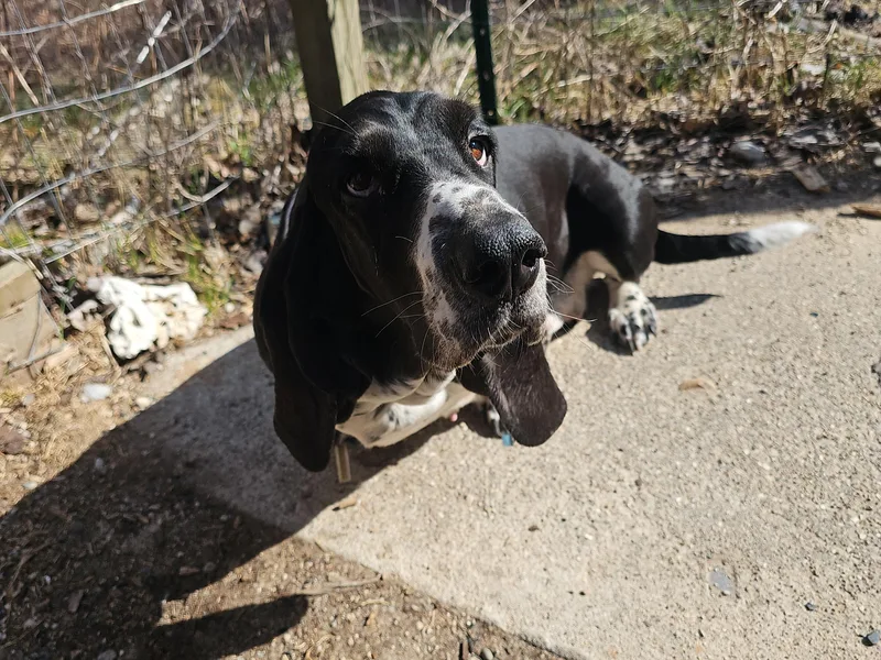 Basket Hound Bassets