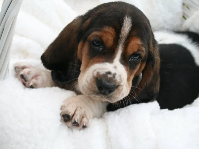 Baskets of Bassets