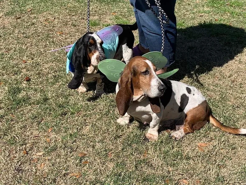 Bass Lake Bassets