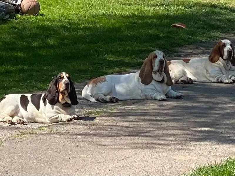 Basset Bottom Bassets