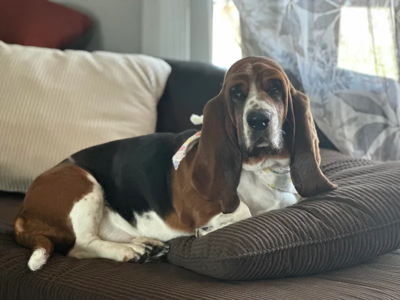 Basset Hound Puppies of Michigan