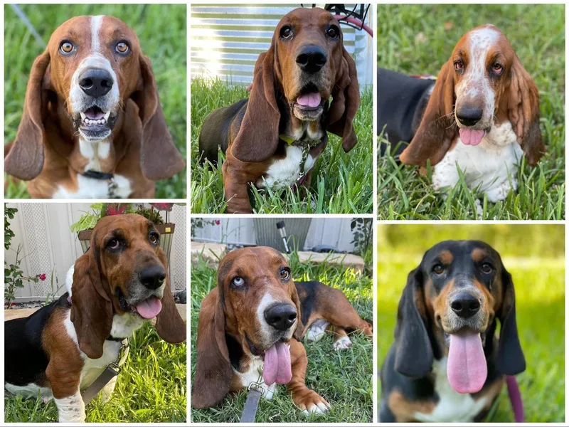 Basset Hounds of Jacksboro, Tx