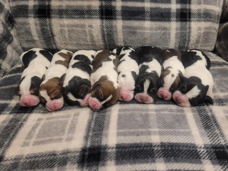 Bassets of the Hollow