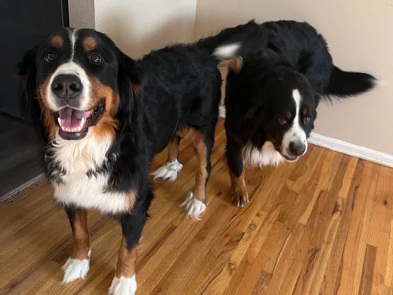 Bastian Mountain Dogs