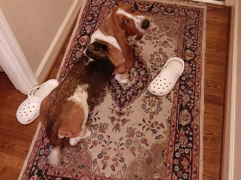 Bateman's Playhouse Bassets