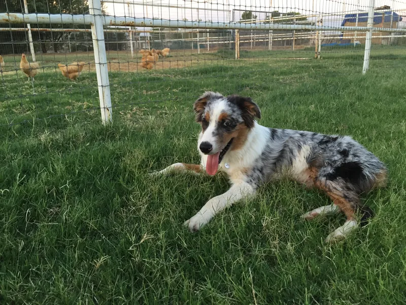 Batt Ranch Australian Shepherds