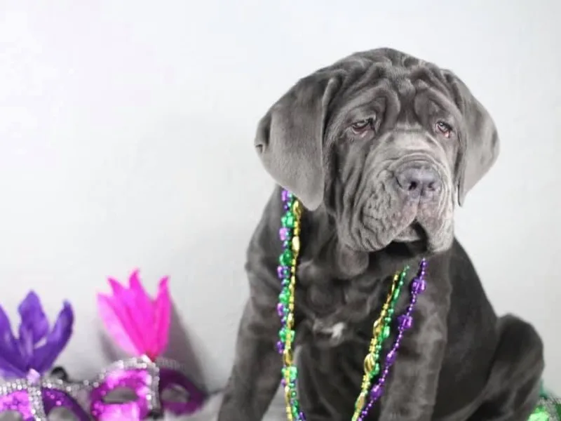 Battaglia Mastino Napoletano photo 1