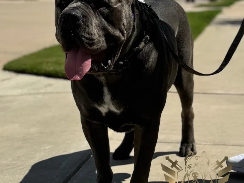 Battalion Cane Corso