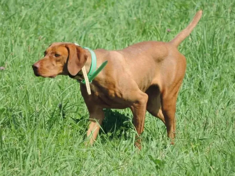 Battenkill Country Kennels LLC