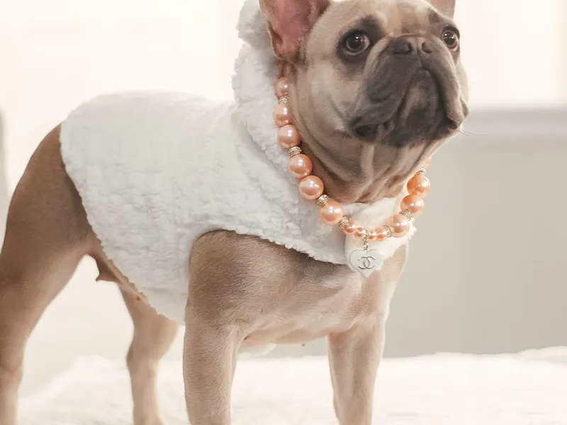 Battery Creek Frenchies