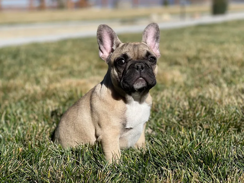 Battle Born French Bulldogs