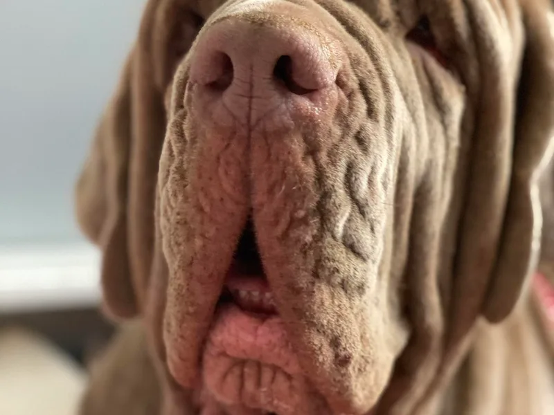 Battle Born Neos photo 1