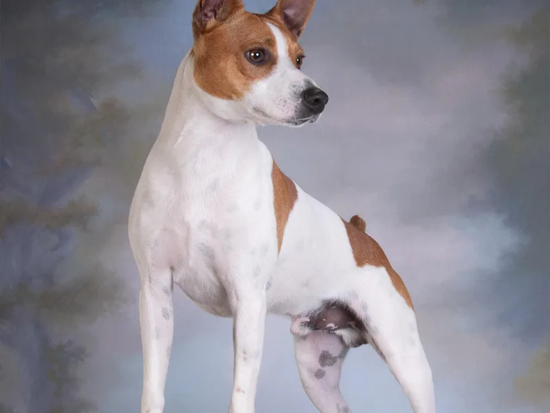 Battle Born Terriers