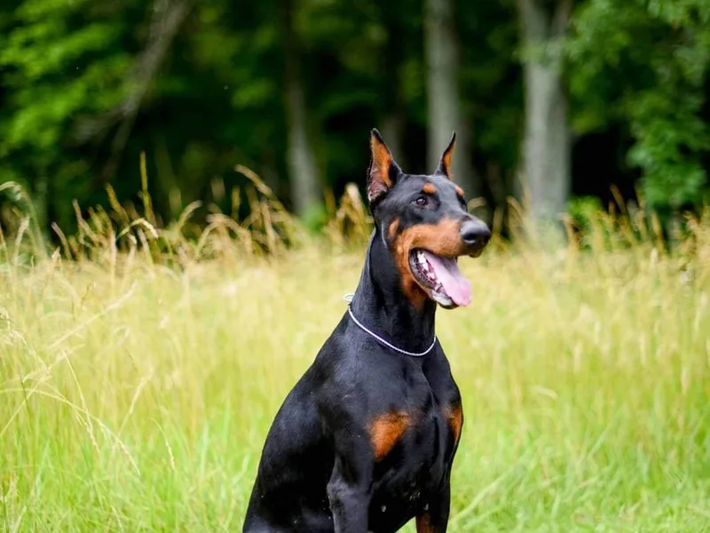 Battle Creek Dobermans