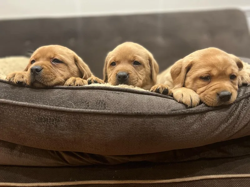 Battleborn Labradors