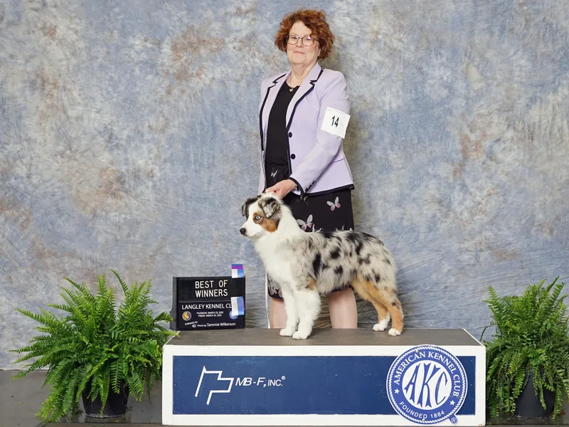 Battlefield Australian Shepherds and Miniature American Shepherds