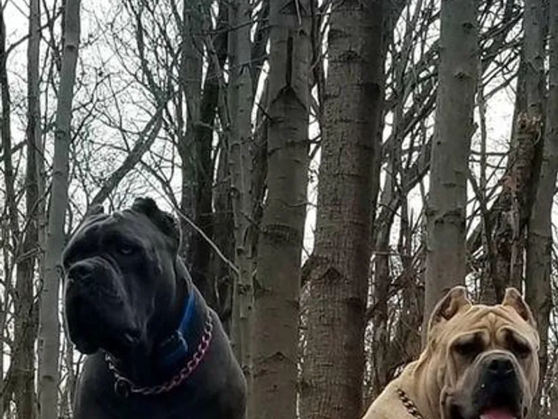 Battlefield Cane Corso