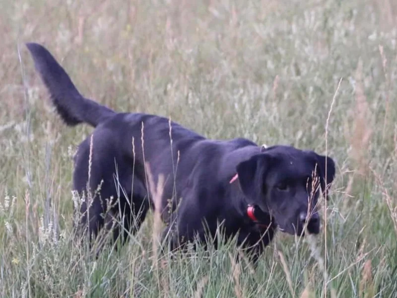 Battlemountain Kennels