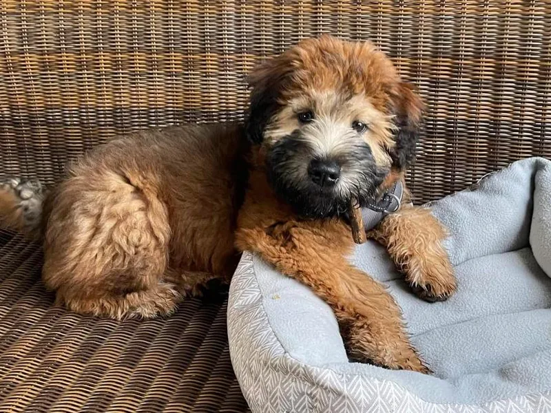 Bavaria Hills Wheatens