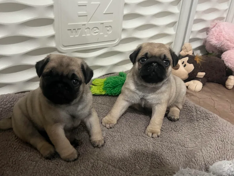 Baxter Family Pugs