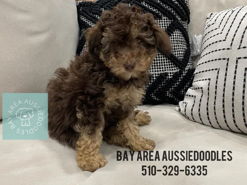 Bay Area Aussiedoodles