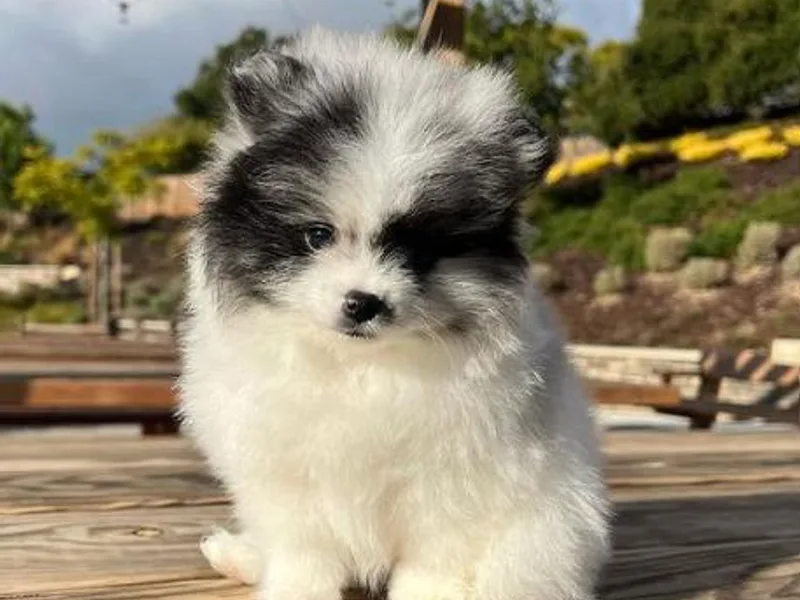 Bay Area Designer Poms