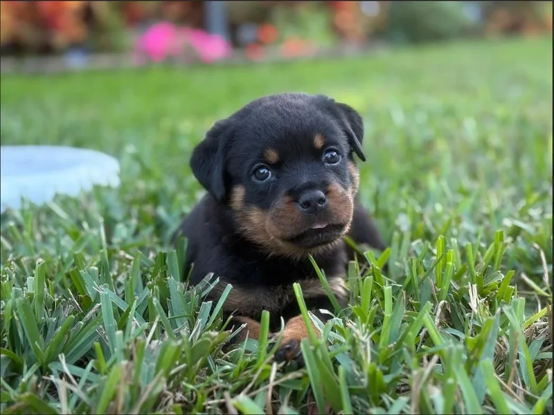 Bay Area Rottweilers LLC