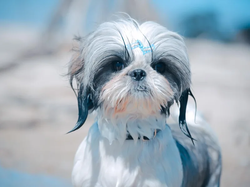 Bay Area Shih Tzu