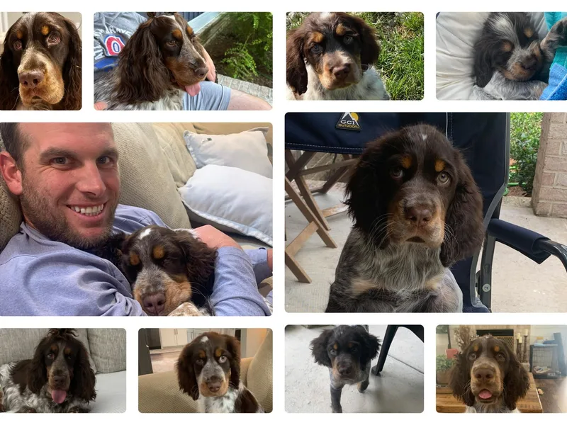 Bay Branch Bunch English Springer Spaniels