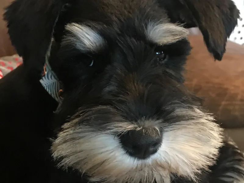 Bay Creek Schnauzers