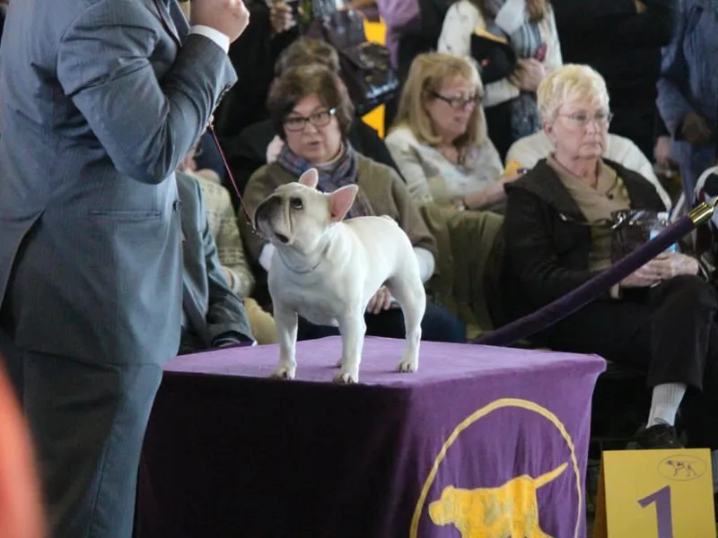 Bay Frenchies