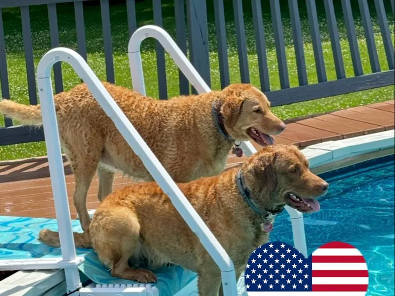 Bay Haven Chesapeakes