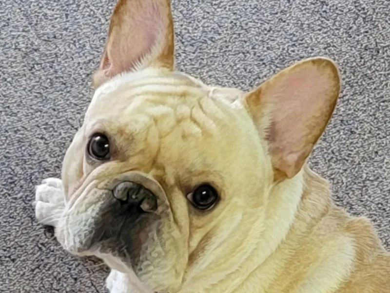 Bay River French Bulldogs