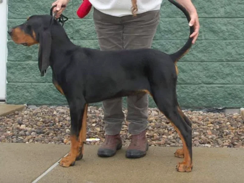 BayAway Black &amp; Tan Coonhounds photo 1
