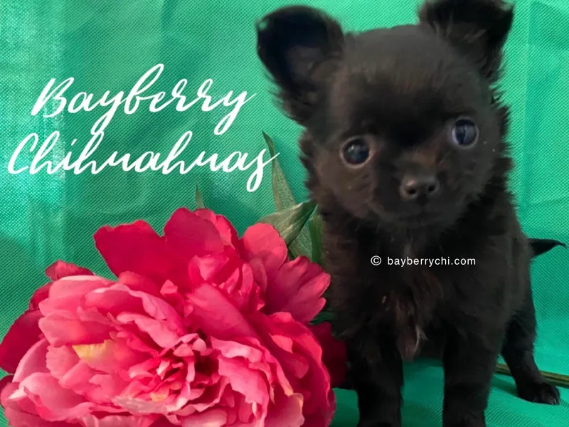 Bayberry Chihuahuas