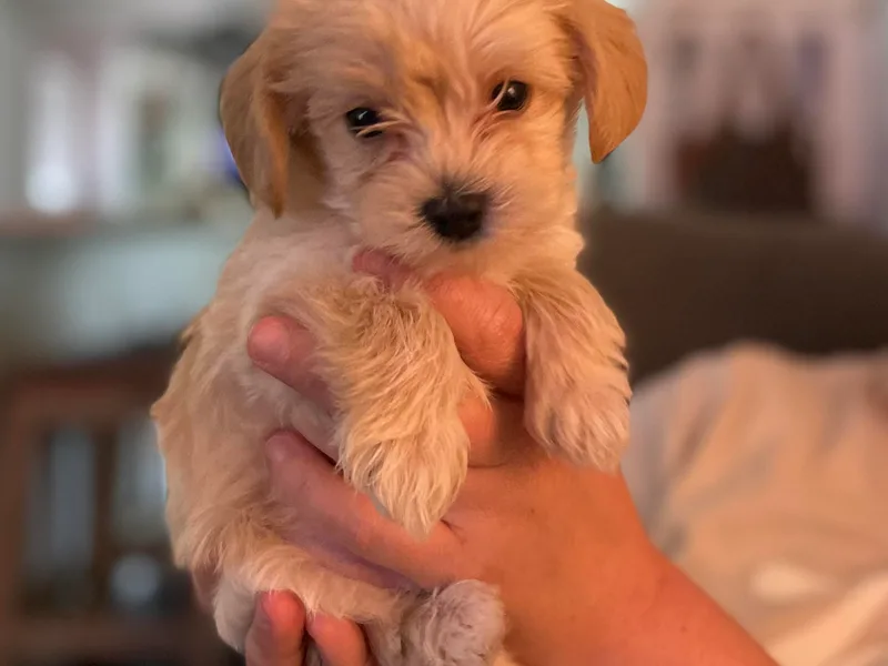 Bayless Yorkiepoos