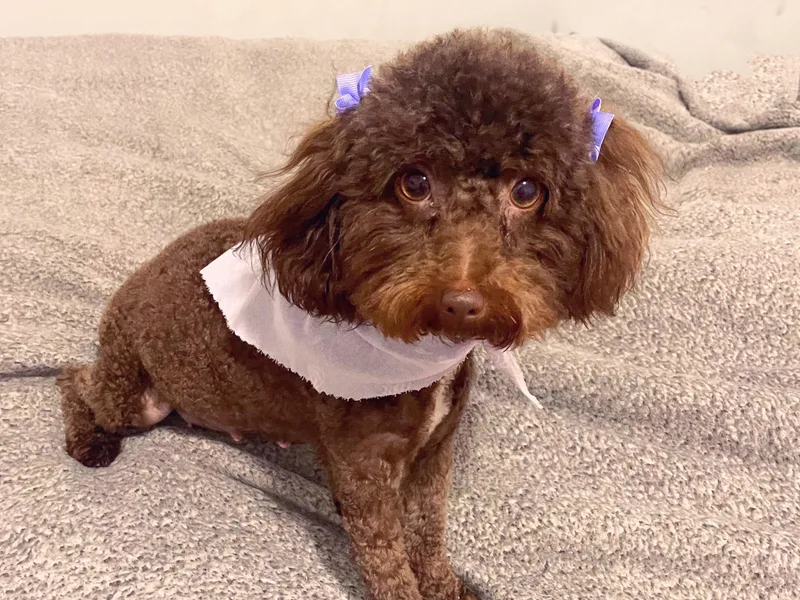 Bayonne Shih Tzu’s