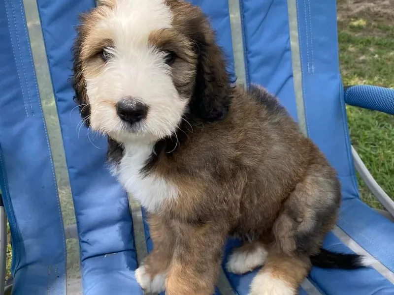 Bayou Blu's Bernedoodles