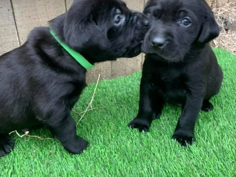 Bayou Creek Retrievers