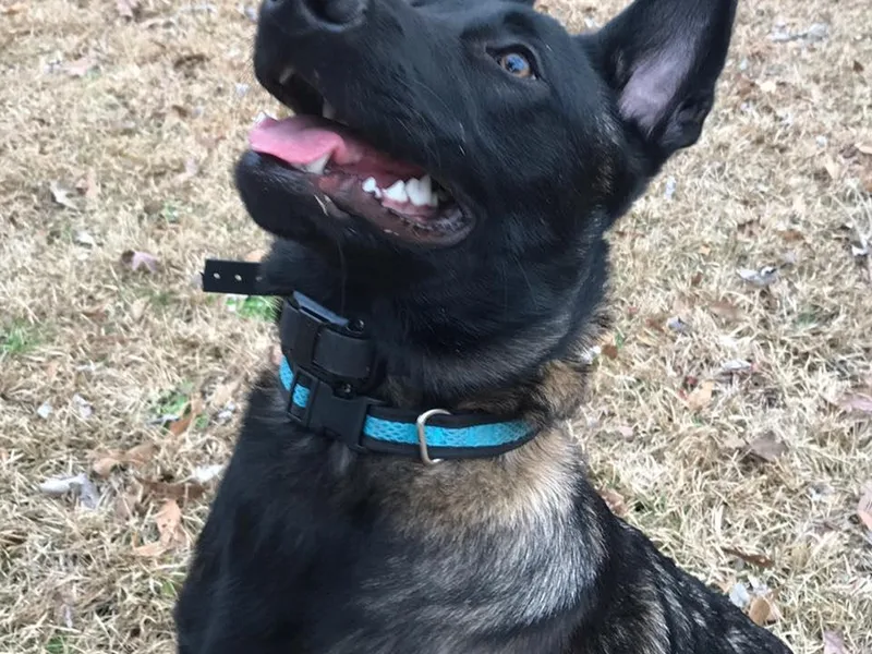 Bayou State Malinois
