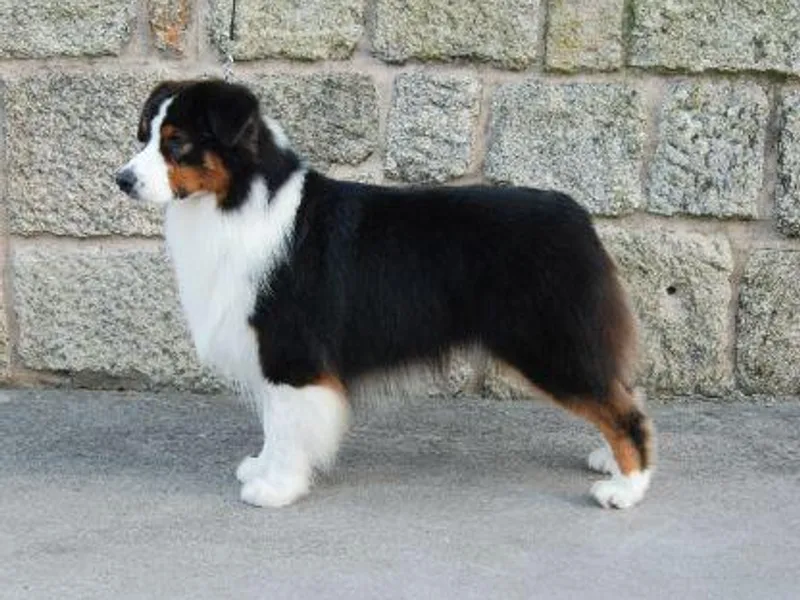 Bayouland Australian Shepherds