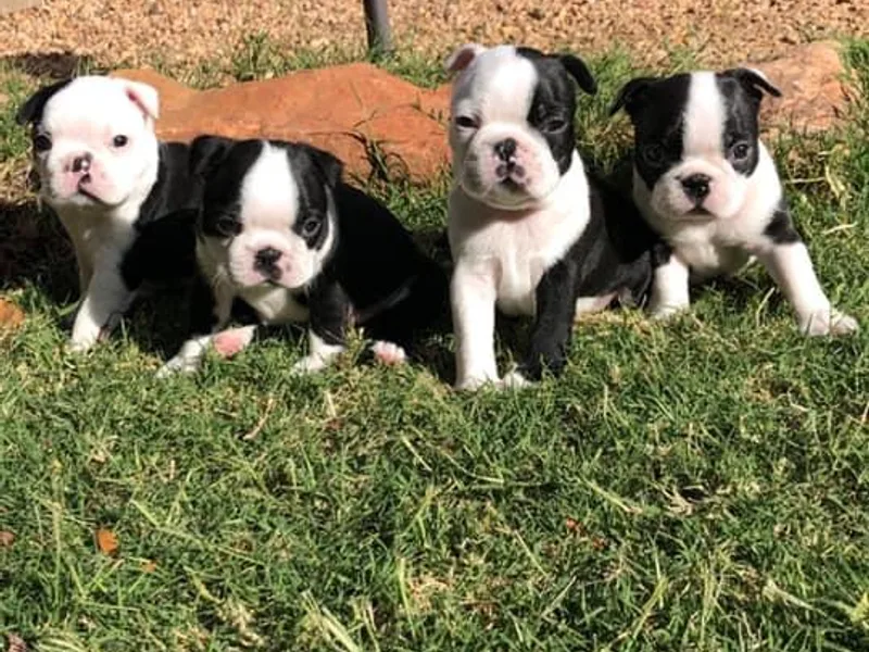 Bays Boston Terriers