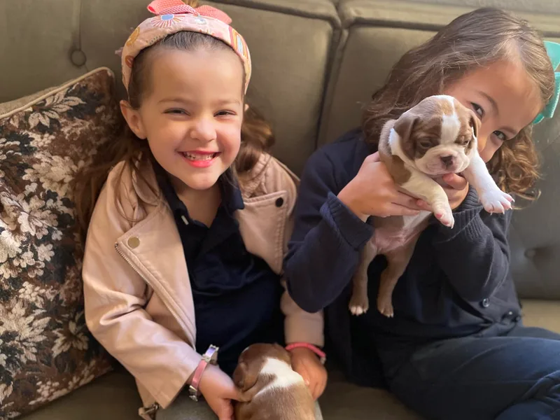 Bayshore Boston Terrier’s