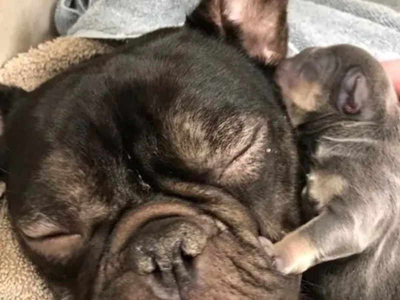 Bayside French Bulldogs