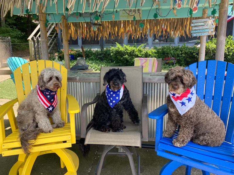 Bayswater Portuguese Water Dogs