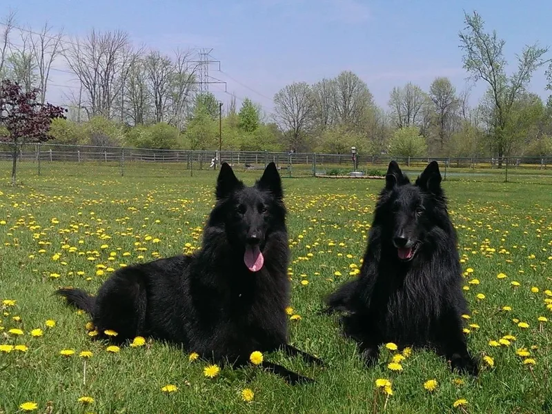 Bayview Belgians photo 1