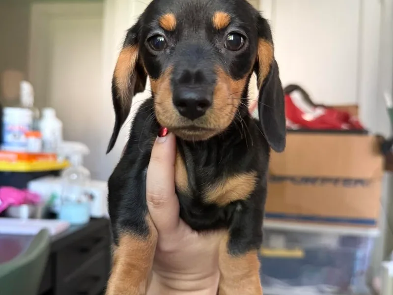 Bayview Miniature Dachshunds