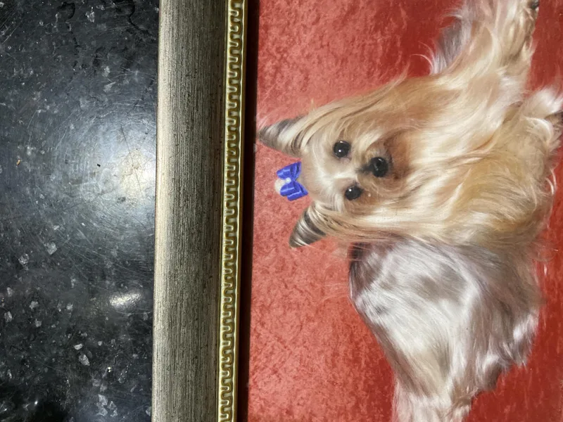 Baywood Yorkshire Terriers